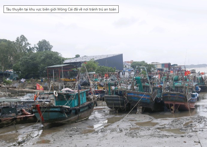 Cây xanh bị bật gốc do bão số 1 Maysak tại Quảng Ninh
