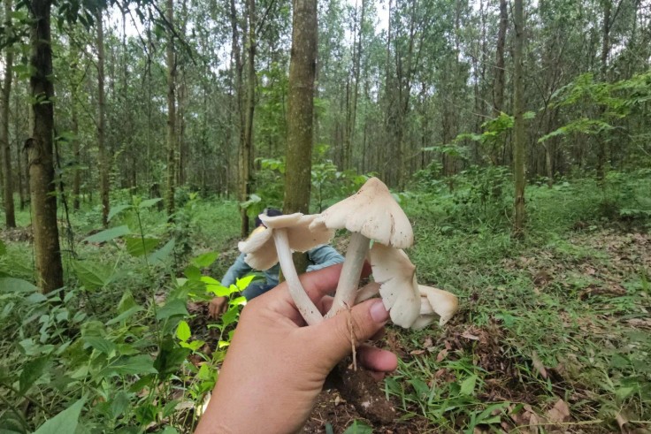 Người dân săn nấm mối trong rừng cao su ở Đồng Nai sau mưa đầu mùa